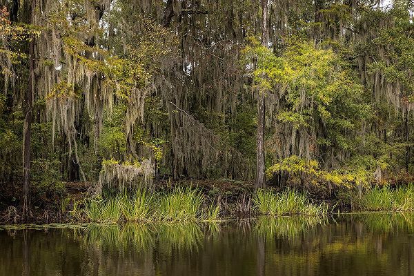Jones, Adam 아티스트의 Cypress trees and Spanish moss lining shoreline of Caddo Lake-Uncertain-Texas작품입니다.